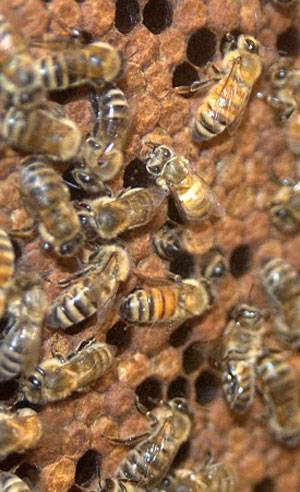 Нозематоз пчел: профилактика, диагностика и лечение заболевания