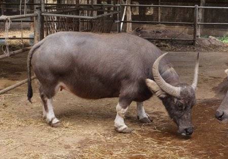 Карликовый буйвол
