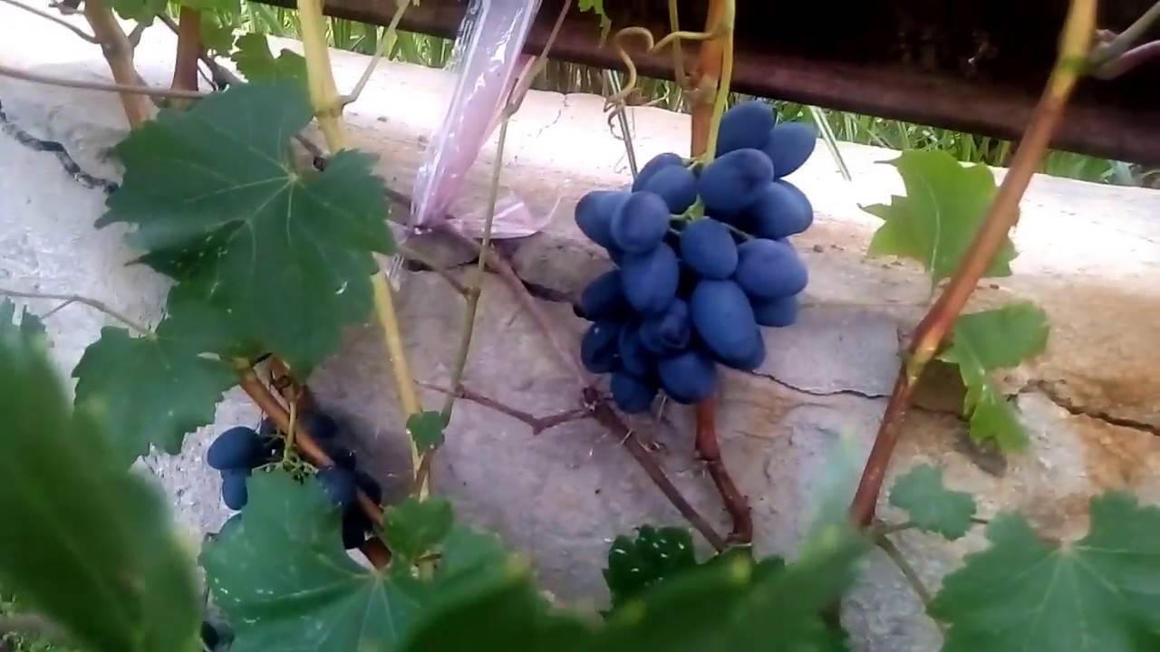 Выбор самых вкусных сортов винограда