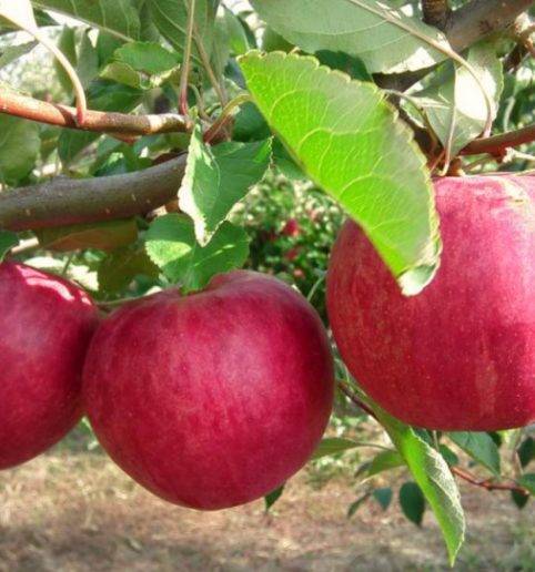 Инструкция, как правильно посадить яблоню весной