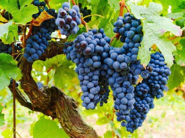 Выращивание саженцев винограда