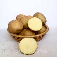 Описание столового сорта картошки фрителла