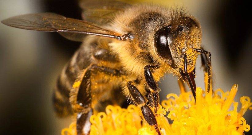 Африканская пчела: герой ужастиков или реальная угроза человеку