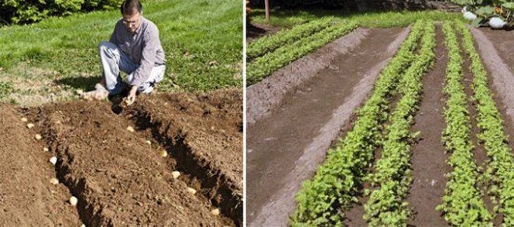 Суть, правила и особенности выращивания картофеля по методу митлайдера