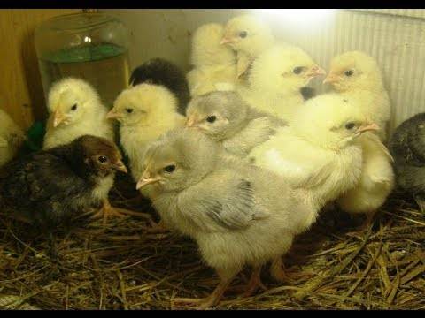 О возрасте цыплят и питании: когда можно давать птенцам зерна пшеницы, песок