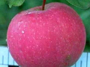 Описание яблони сорта «услада»: посадка, фото, отзывы