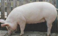 О породе свиней похожей на барана: описание, характеристики, особенности