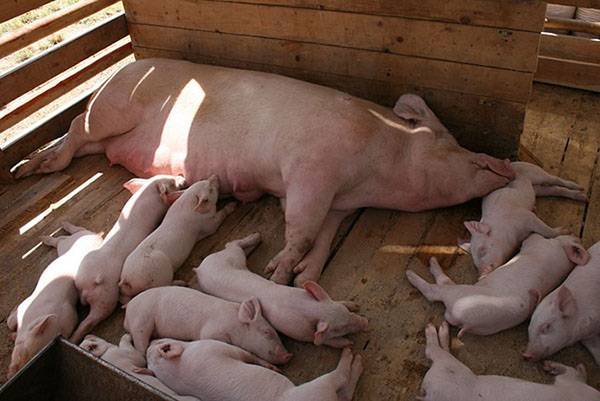 Содержание свиней в домашних условиях: пособие для начинающих
