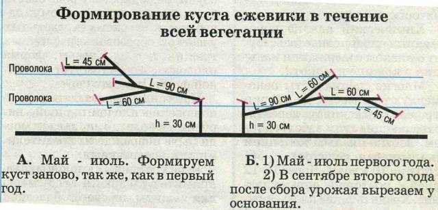 Как обрезать ежевику: правильная технология, особенности ухода и правила формирования ежевики (125 фото + видео инстуркции)
