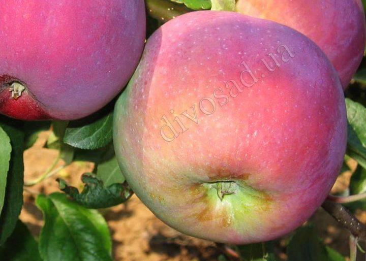 О яблоне апорт: описание сорта, характеристики, агротехника, выращивание