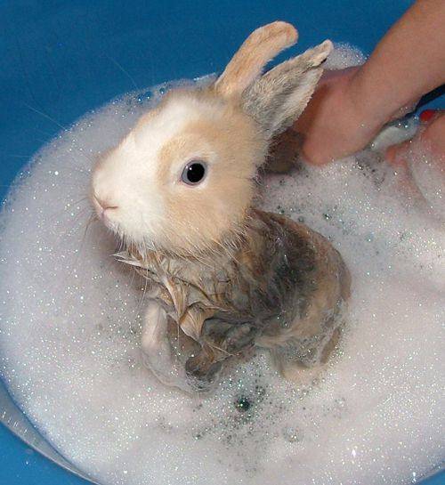 Можно ли купать декоративного кролика и как это делать?
