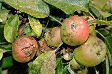 Обработка парши на яблоне: химические средства и народная медицина