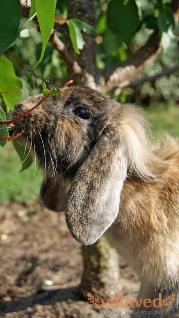Можно ли давать кроликам ветки малины