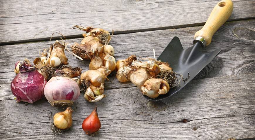 Посадка и уход за крокусами (37 фото): как сажать осенью? как вырастить шафран в открытом грунте? как посадить цветок дома? когда высаживать луковицы на даче?