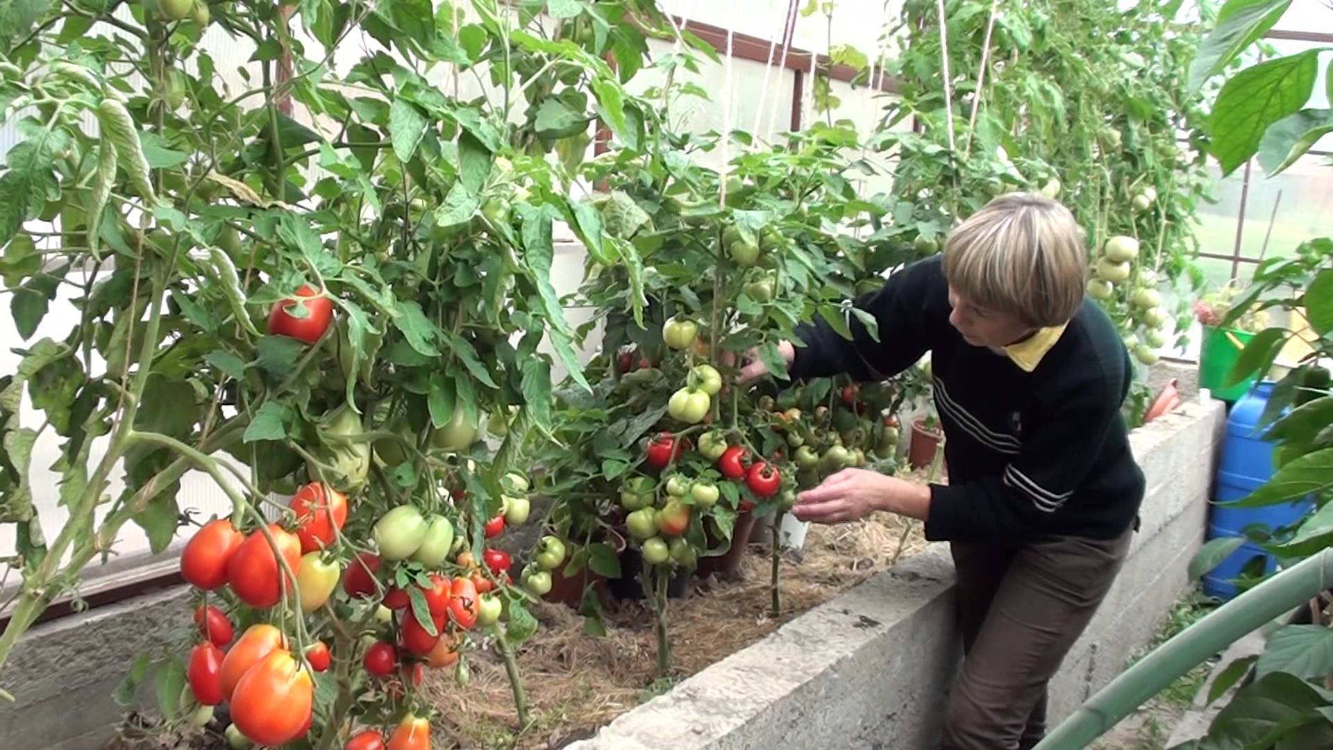 Какие удобрения необходимы при посадке томатов в теплицу: что вносить в грунт