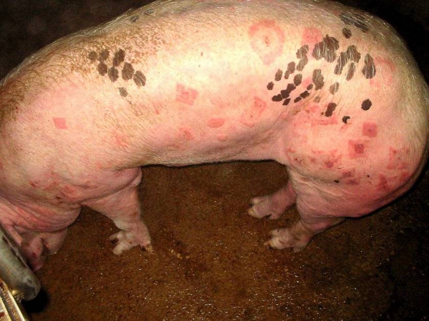 Рожа у свиней: симптомы и лечение в домашних условиях, профилактика