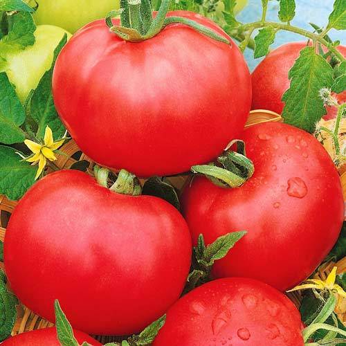 Томат "нужный размер": описание сорта, характеристики и фото помидоров