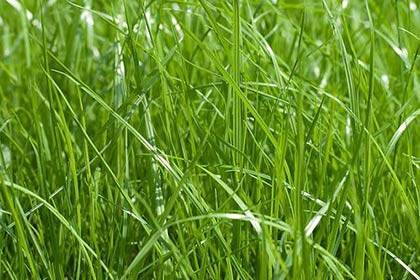 Газонные травы – на что обратить внимание при выборе?