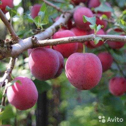 О сливе персиковая мичурина: описание сорта, агротехника выращивания