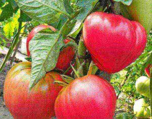 Самые урожайные сорта томатов для теплицы и открытого грунта | красивый дом и сад