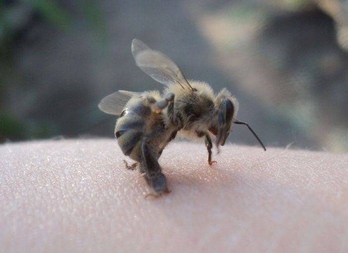 Жизнь пчел