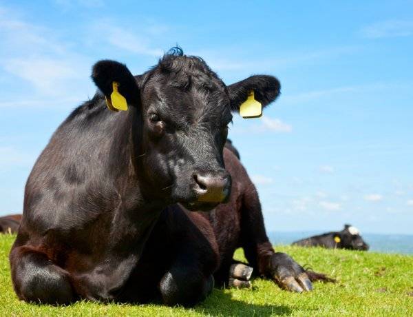 Абердин-ангусская порода коров: характеристика, продуктивность, содержание, разведение