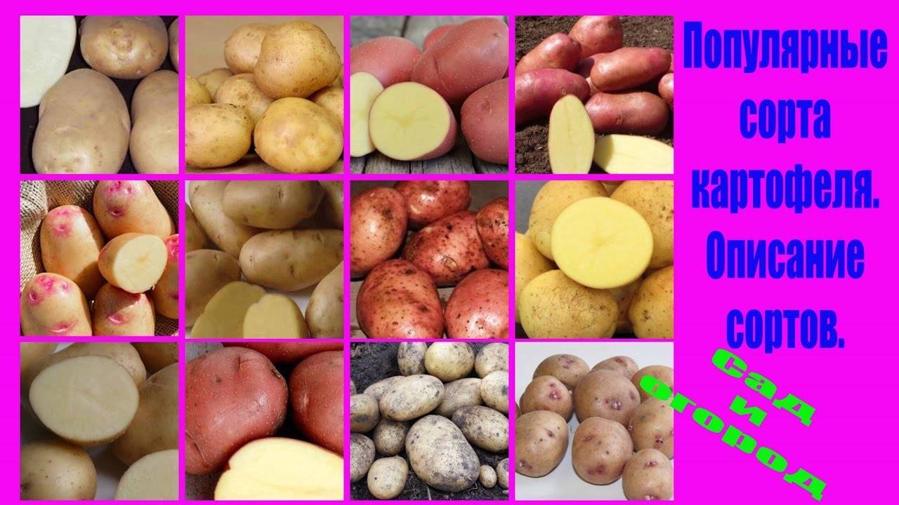 Агротехника выращивания картошки армада — описание сорта