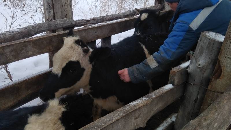 Туберкулез крупного рогатого скота: принципы профилактики 2020