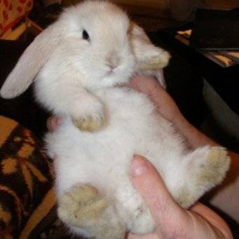 Понос у кроликов причина и лечение