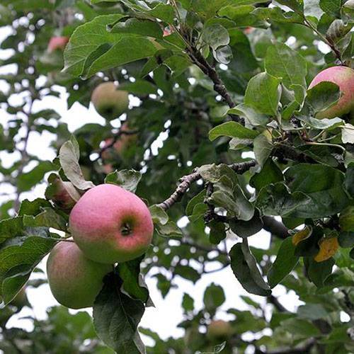 Урожайная яблоня бессемянка мичуринская