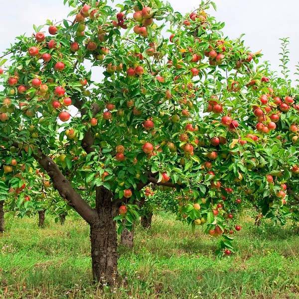 Характеристика сорта яблок антоновка: особенности посадки, уход, разновидности