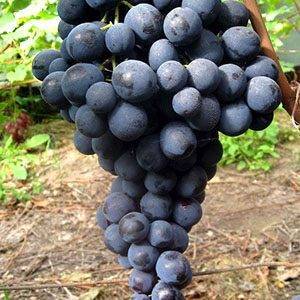 О винограде Страшенский: описание и характеристики сорта, посадка и уход
