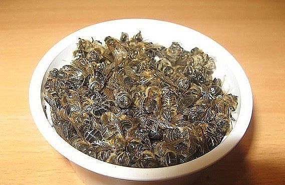 Пчелиный подмор: настойка на спирту