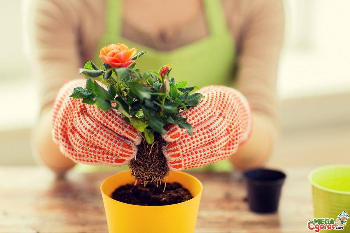 Как поливать розу в горшке: чем и как часто орошать комнатные декоративные растения в горшках в домашних условиях, сколько воды нужно, каковы особенности зимой?