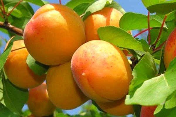 Триумф северный: сорт абрикоса для средней полосы россии