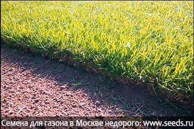 Желтые пятна и сухая трава на газоне, рекомендации по уходу и способы профилактики
