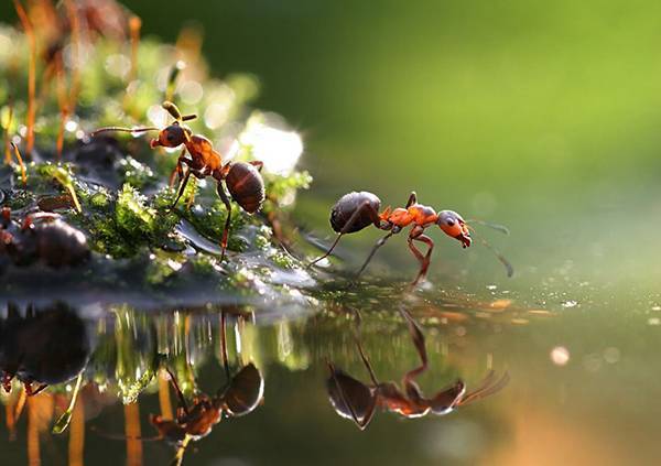 Как избавиться от муравьев на участке навсегда!