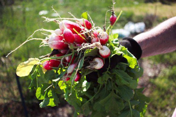 Советы огородникам, когда лучше сажать семена маргеланской редьки в открытый грунт и в теплицу