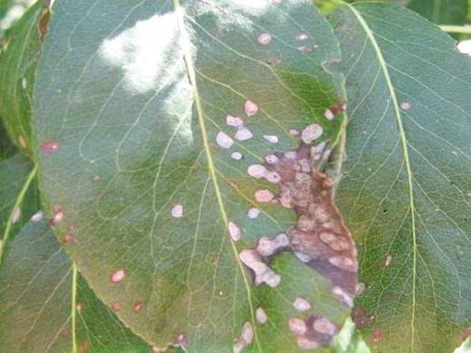 Болезни листьев груши и их лечение с фото