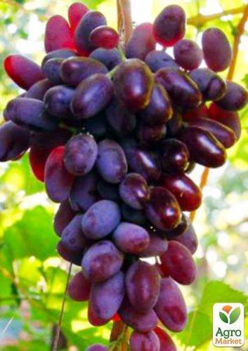 Виноград байконур, фото, описание и отзывы