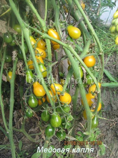 Медовая капля: описание сорта томата, характеристики помидоров, посев