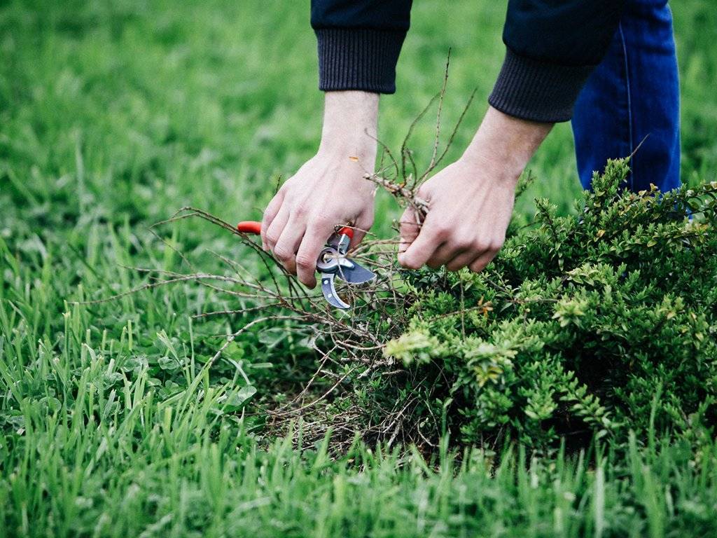 Как избавиться от травы во дворе и на огороде народными средствами