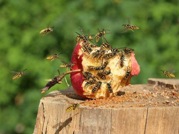 Как избавиться от соседских пчел на участке?