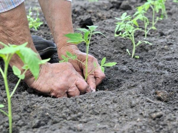 Томат полбиг: отзывы, фото, урожайность, описание и характеристика | tomatland.ru