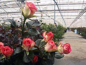 Как и когда можно высаживать розы в открытый грунт?