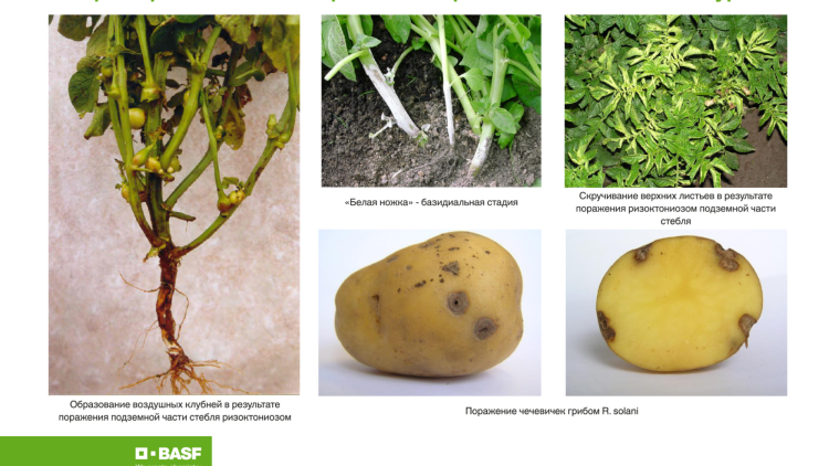 Парша картофеля: как бороться с болезнью, чем обработать перед посадкой