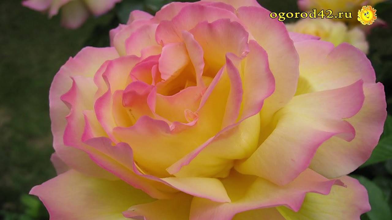 Выращивание роз в контейнерах – все о сортах, посадке, уходе и зимовке