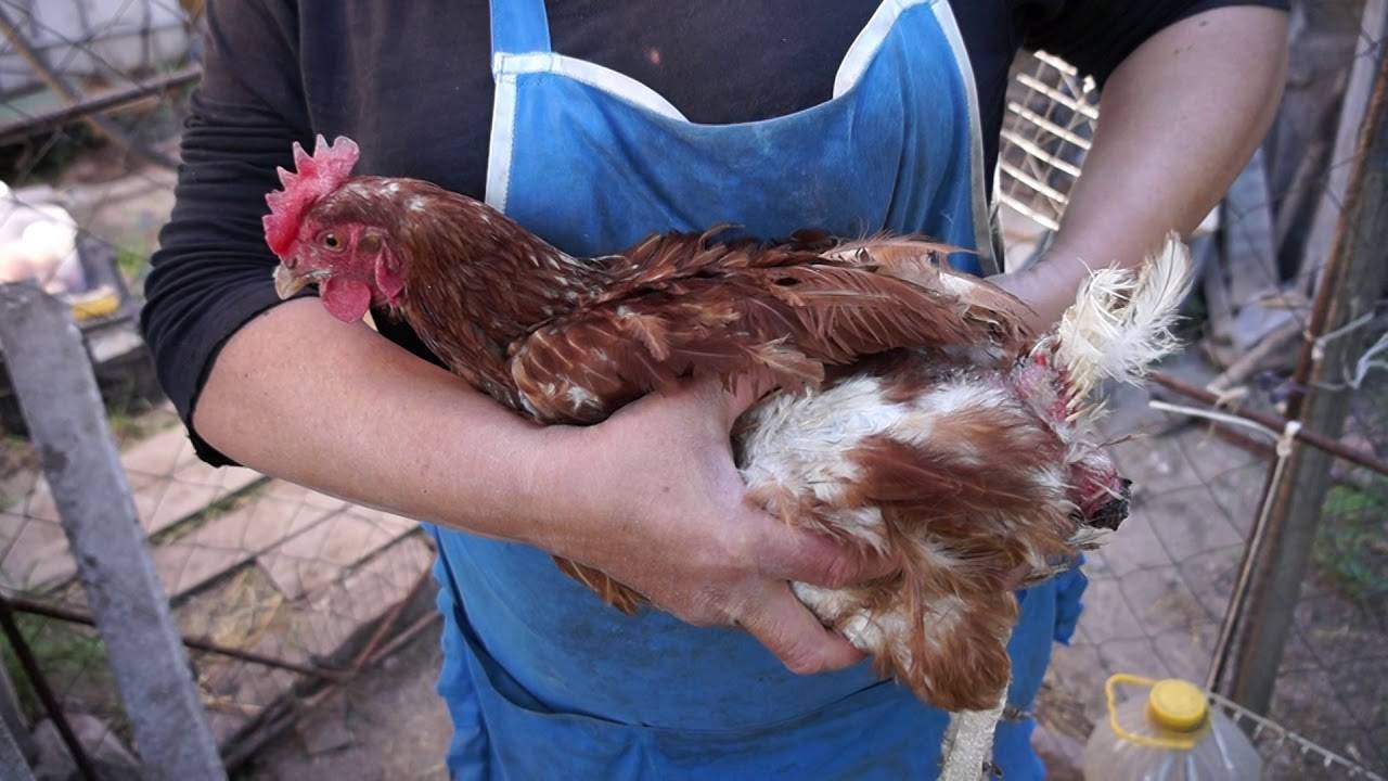 О воспалении и выпадении у курицы яйцевода: что делать (лечение сальпингита)