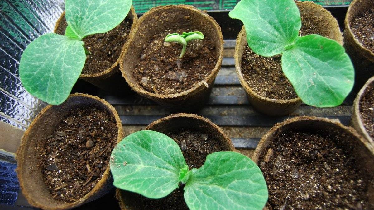 Когда сажать тыкву на рассаду: как посадить семена в домашних условиях