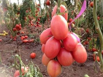 Томат розовый фламинго: описание сорта, выращивание и урожайность с фото